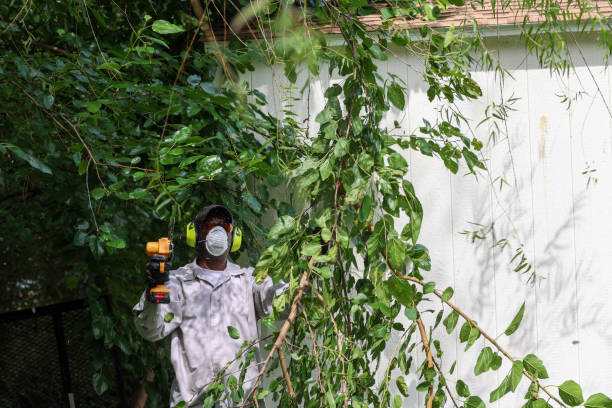 Best Tree Risk Assessment  in Bayview, CA